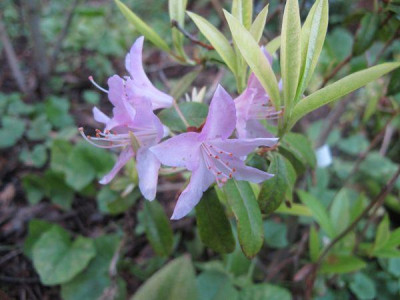 Rhododendron_yunnanense_fasr_2011.jpg