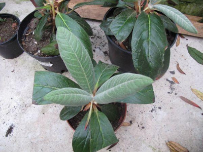 Rhododendron_rex_subsp._fictolacteum_fars_2011.jpg
