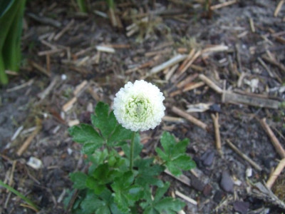 Herschaalde_kopie_van_DSCF8764.jpg