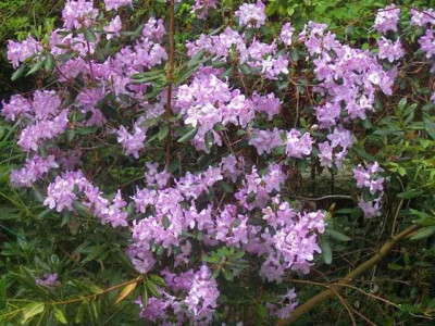 Rh._oreotrephes1__IMG_8735.jpg