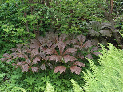 rodgersia-austrieb_1x.jpg