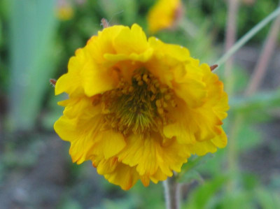 Geum_2011_1_800x600.jpg