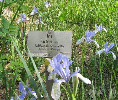 Iris_lactea_BoGa_110429.jpg