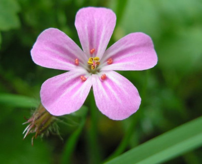 bluete_rosa_p4300836.jpg