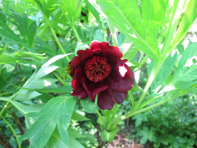 Paeonia_delavayi_fars_2011.jpg