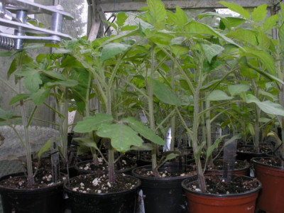 tomaten_300405_p4300865.jpg