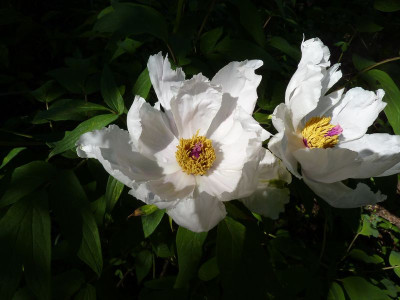 Paeonia_ostii_fars_2011.jpg