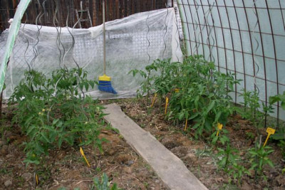 Tomaten25.Juni0610a.jpg