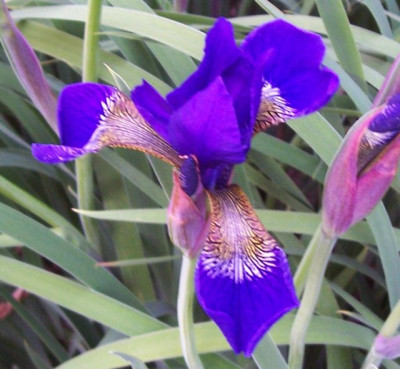 April11_119_erste_sibirica_bluht.jpg