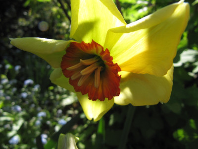 Narcissus_Copper_Queen_110501.jpg