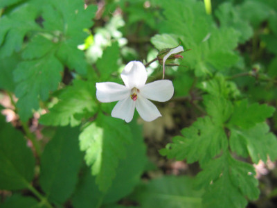 Geranium_robertianum_110501.jpg