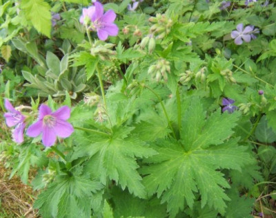 Geranium_sylv._cf.JPG