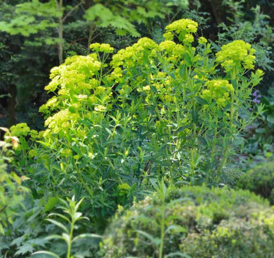 Euphorbia-3-Mai0211.jpg