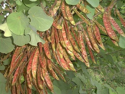 Cercis_sil._Fruchtstande_6.7.03.jpg