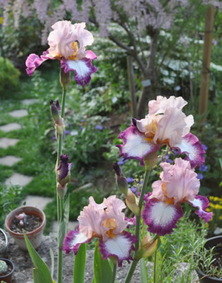 Iris_1_0011__2367.jpg