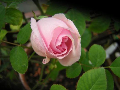 Pink_Odee.JPG