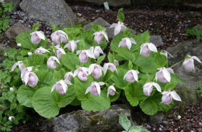 comp_Cypripedium_formosanum_03.05.11.jpg