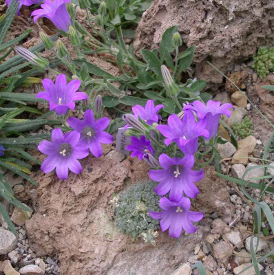 comp_Campanula_oreadum_03.05.11.jpg