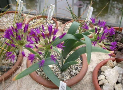 comp_Allium_falcifolium_03.05.11.jpg