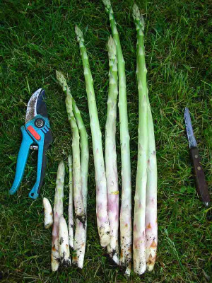 einmal_Spargel.jpg