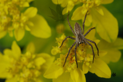 spinne_04_3_2004.jpg