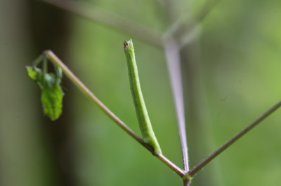 Clematisraupe.jpg