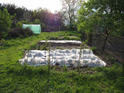 Fruhkartoffeln_110501.jpg