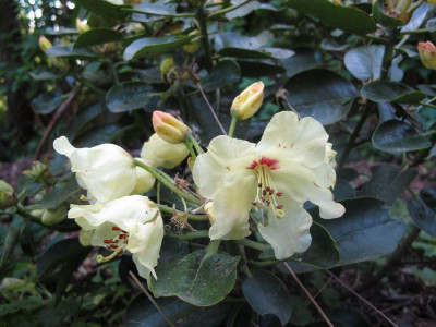 Rhododendron_wardii-Hybride_fars_2011.jpg