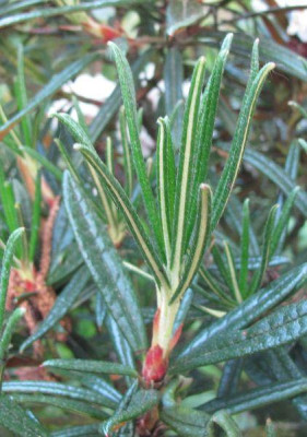 Rhododendron_roxieanum_Austrieb_fars_2011.jpg