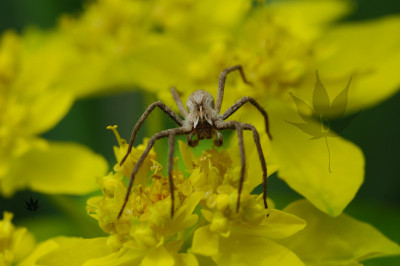 spinne_04_4_2004.jpg
