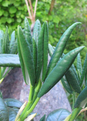 Rhododendron_clementinae_Austrieb_fars_2011.jpg