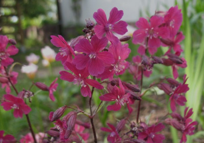 Lychnis_viscaria_Atropurpurea.jpg