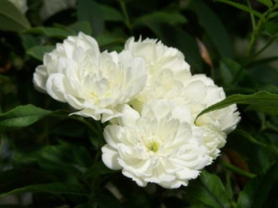 Rosa_banksiae_3.JPG