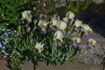 iris1_2011_zg2.jpg
