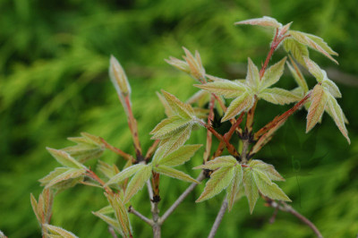 acer_triflorum_01.jpg
