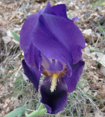 O02.JPG