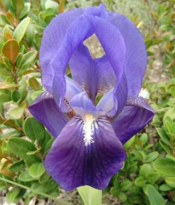 O03.JPG