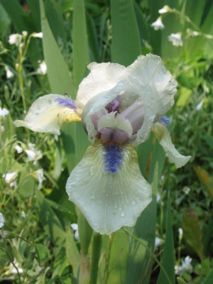 Iris_barbata_media_Tumwater_20050517.jpg