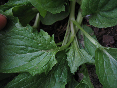 Detail_2.jpg