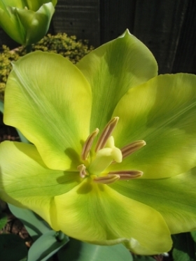 Spring_Green_2a.jpg