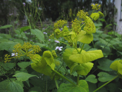 Smyrnium_perfoliatum.jpg