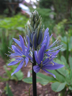 Camassia_leichtlinii_Blau_Donau.jpg