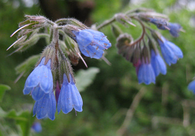 Symphythum_azureum.jpg
