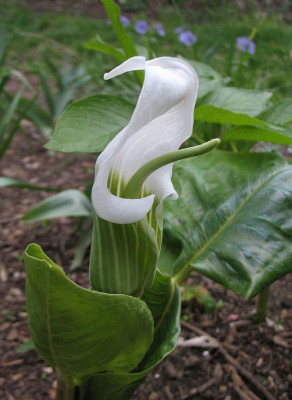 Arisaema_candidissimum_Wei.jpg