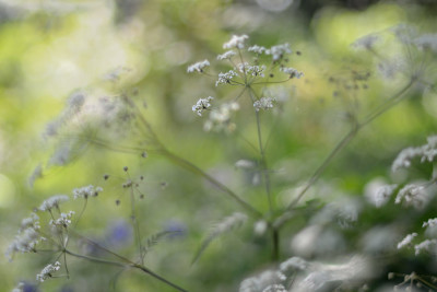 Kerbel-Mai0211-2.jpg