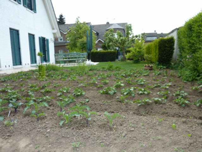 Kartoffeln2011-.JPG