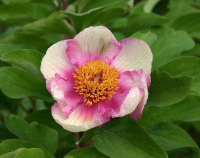 IMG_0121_ePaeonia_x_chamaeleon.JPG