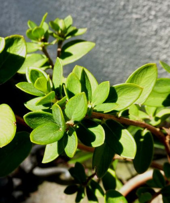 Daphne_aurantiaca_fars_2011.jpg