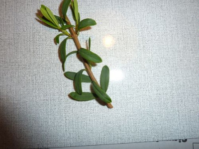 Daphne_calcicola_fars_2011.jpg