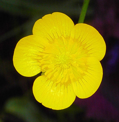 Ranunculus_lanuginosus_Bluete-1.jpg